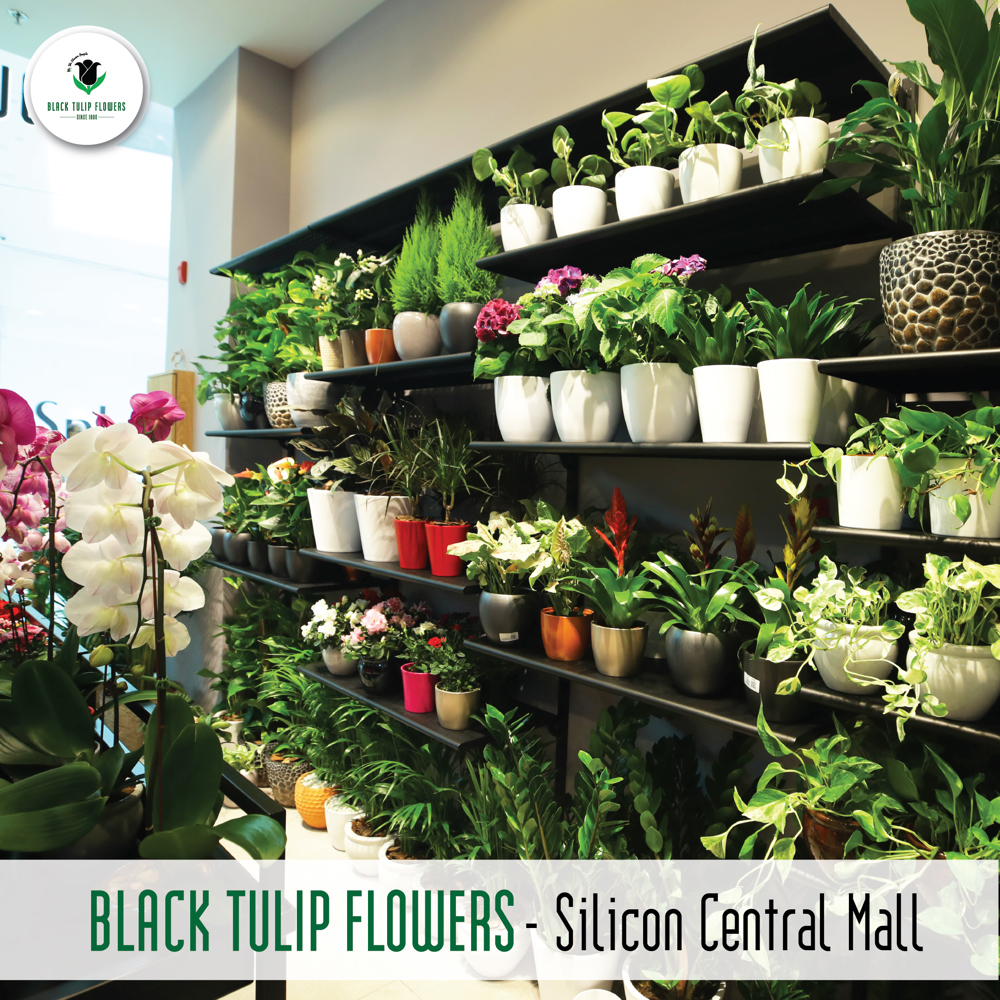 Black Tulip Flowers